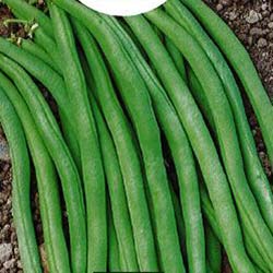 Feijo-verde fino mangetout Novirex